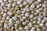 白藜麦籽粒